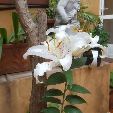 B&B Alassio B&B 알라시오