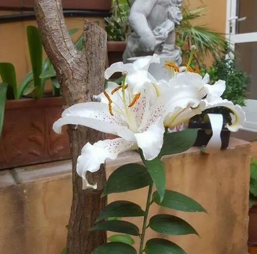 B&B Alassio Bed & Breakfast Alassio